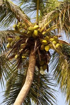 Coconut tree Stock Photos