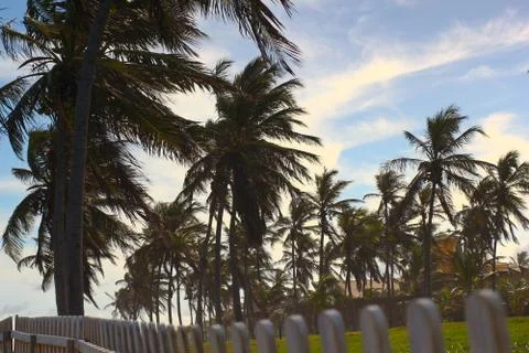 Coconut-Tree Stock Photos
