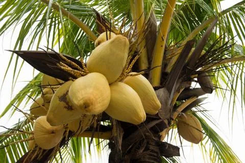 Coconut tree Stock Photos