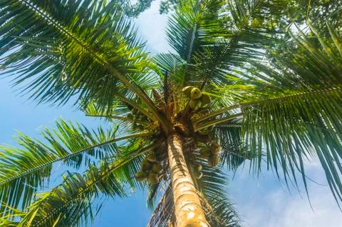 Coconut tree Stock Photos