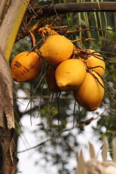 Coconut tree Stock Photos