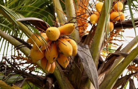 Coconut tree Stock Photos
