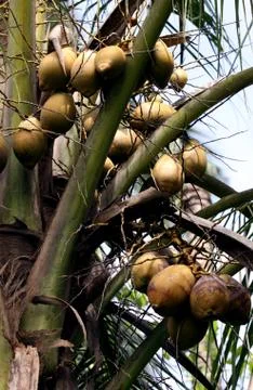 Coconut tree Stock Photos