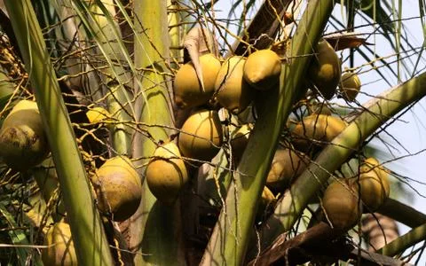 Coconut tree Stock-Fotos