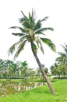 Coconut tree Stock Photos