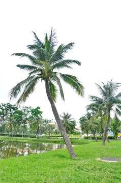 Coconut tree Stock Photos