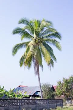 Coconut tree Stock Photos