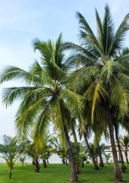 Coconut tree Foto stock