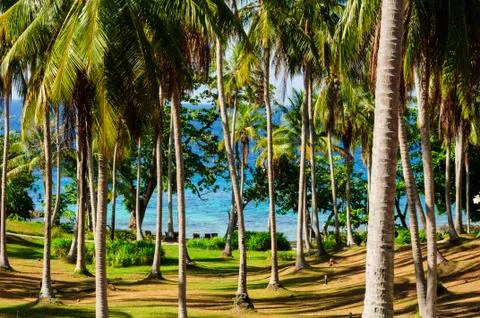 Coconut tree Stock Photos