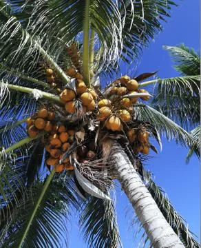 Coconut tree Stock Photos
