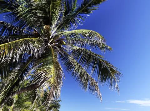 Coconut tree Stock Photos