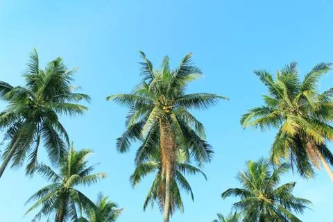 Coconut tree Foto stock