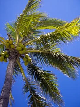 Coconut tree Stock Photos
