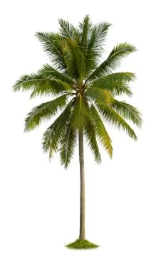 Coconut tree 写真素材