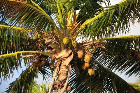 Coconut tree. 스톡 사진
