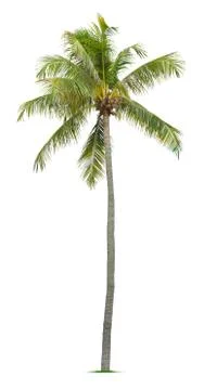 Coconut tree Foto stock