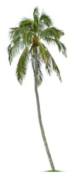 Coconut tree Stock Photos