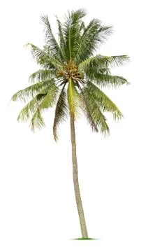 Coconut tree Stock Photos