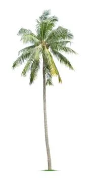 Coconut tree Stock Photos