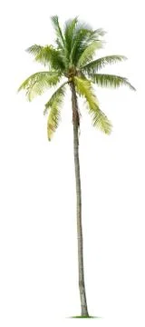 Coconut tree Stock Photos