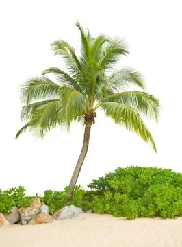 Coconut tree Stock Photos