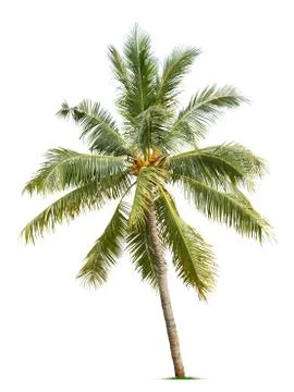 Coconut tree Stock Photos