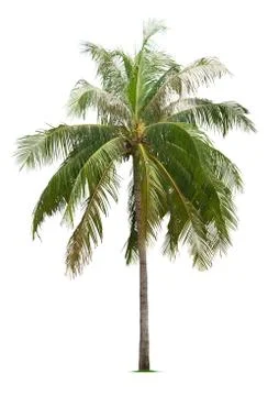 Coconut tree Stock Photos