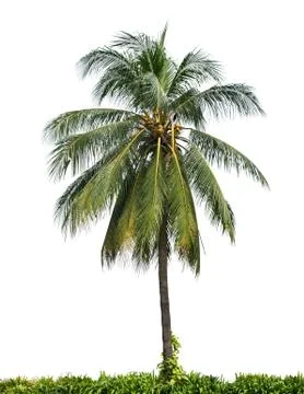 Coconut tree Stock Photos