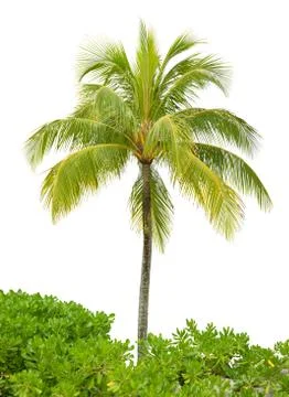 Coconut tree Foto stock