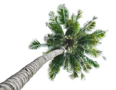 Coconut tree Stock Photos