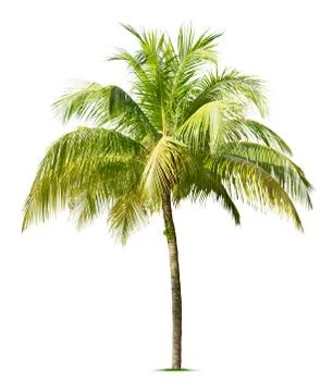Coconut tree Stock Photos