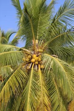 Coconut tree Stock Photos