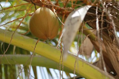 Coconut in tree Stock Photos