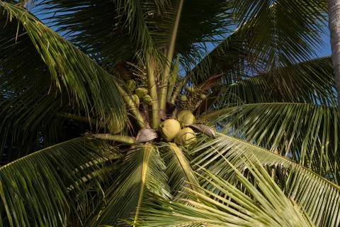 Coconut tree Stock Photos