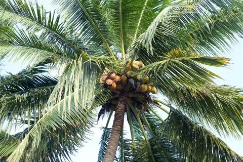 Coconut tree Stock Photos