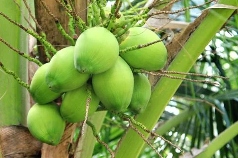 Coconut tree Stock Photos