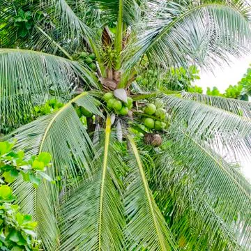 Coconut tree Stock Photos