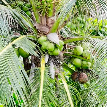 Coconut tree Stock Photos