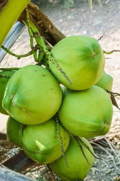 Coconut tree Foto stock