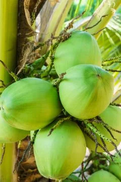 Coconut tree Stock Photos