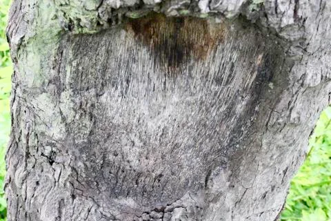 Coconut tree Stock Photos