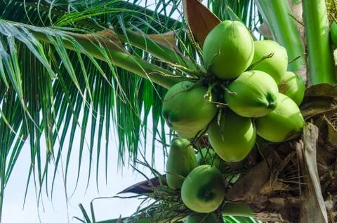 Coconut tree Stock Photos