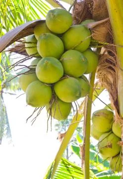 Coconut on the tree Stock Photos