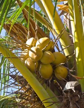 Coconut on the tree Stock Photos
