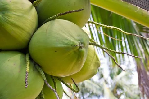 Coconut on the tree Stock Photos