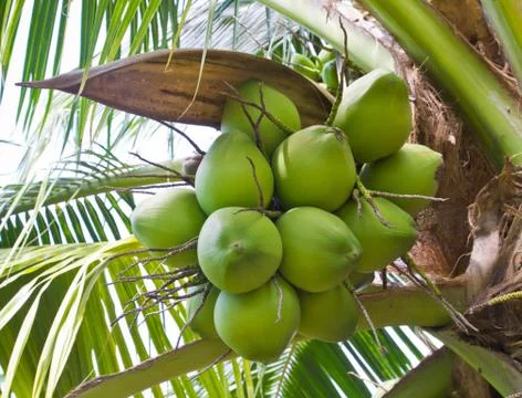 Coconut on the tree Stock Photos