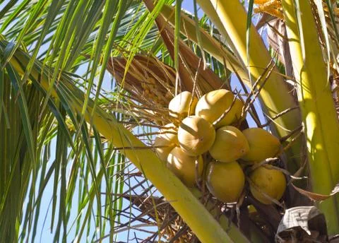 Coconut on the tree Stock Photos