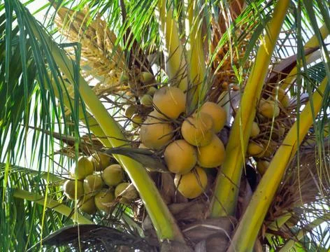 Coconut on the tree Stock Photos