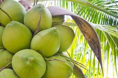 Coconut on the tree Stock Photos