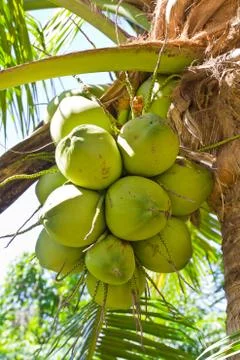 Coconut on the tree Stock Photos